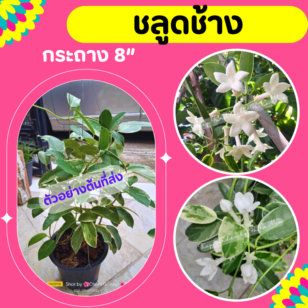 ต้นชลูดช้างด่าง ไม้เลื้อย ดอกหอม