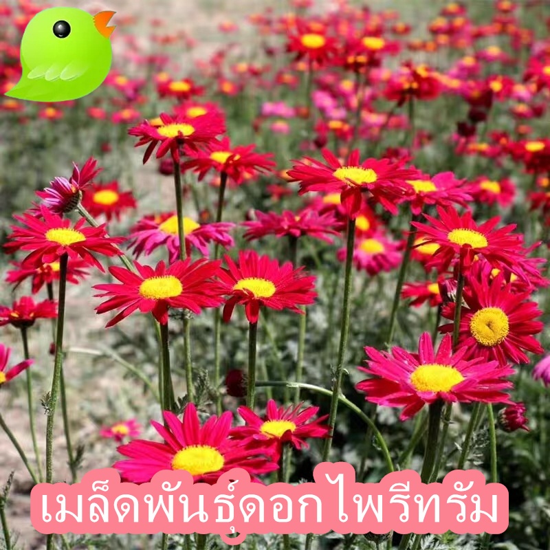 เมล็ดพันธุ์ ไพรีทรัม คละสี 100 เมล็ด ดอกไม้ไล่แมลง Mixed Pyrethrum นำเข้าจากต่างประเทศ ปลูกง่าย ไม่กลายพันธุ์