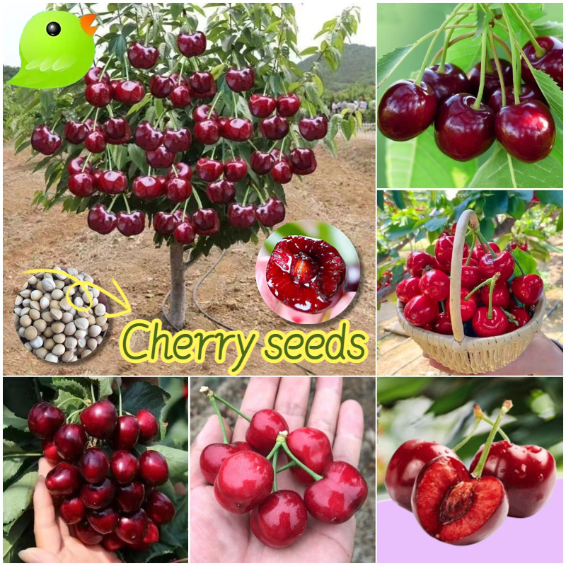 เมล็ดพันธุ์ เชอร์รี่ เมล็ดเชอร์รี่ บรรจุ 20 เมล็ด Sweet Cherry Seeds Fruit Seeds for Planting Cherry Plant