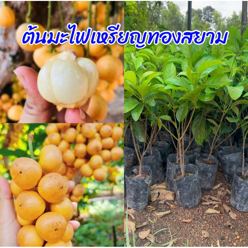 ต้นมะไฟหวานเหรียญทองสยาม ต้นเตี้ย ติดผลไว ผลดก ลูกใหญ่เนื้อเยอะ