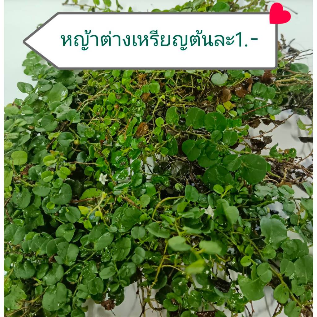 หญ้าใบต่างเหรียญปลูกง่ายมีดอกไม่ต้องตัดแต่ง เหยียบได้ไม่ช้ำผิวสัมผัสนุ่มสำหรับคลุมสนามหญ้าสวยงามน่าป