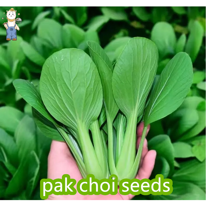 เมล็ดพันธุ์ ผักเบบี้ฮ้องเต้ บรรจุ 500เมล็ด Pak Choi Seeds Organic Vegetable Seeds for Planting ปลูกง่าย อัตราการงอกสูง