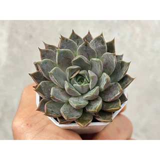 Echeveria Roman กุหลาบหิน ไม้อวบน้ำ จัดสวนถาด ขนาด 2 นิ้ว