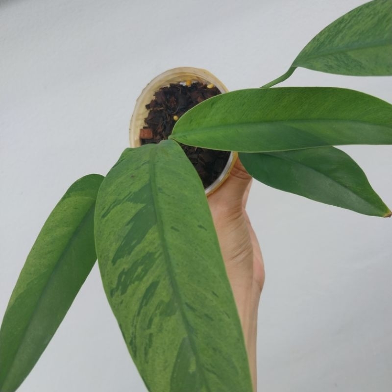 ระงดด่างมาเบิ้ล epipremnum giganteum variegated ด่างสวย ด่างละเอียด หายาก รากเดินดีแล้ว ได้ต้นตามภาพ