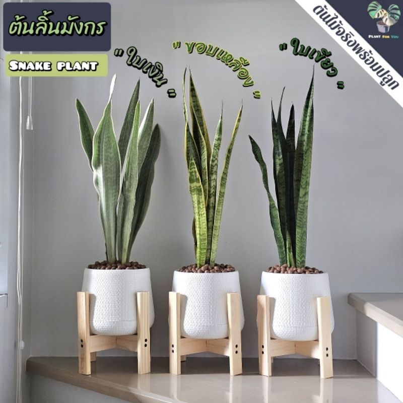 💤ลิ้นมังกร(Snake Plant) มี3สายพันธุ์  ต้นสูง50-60ซม. พร้อมกระถางครบชุดพร้อมปลูก (ต้นไม้ฟอกอากาศ)