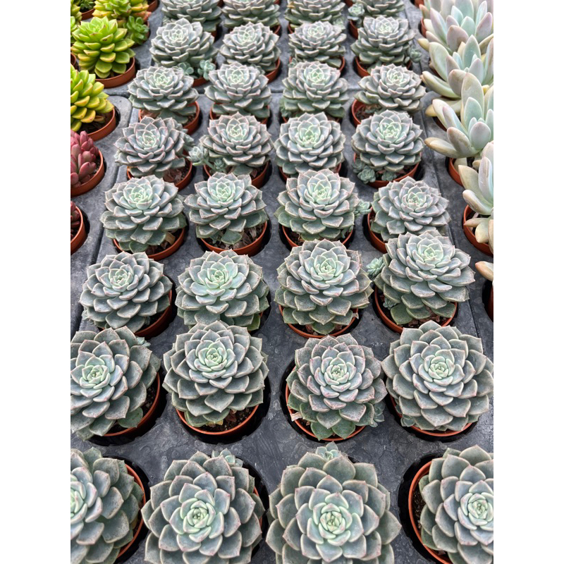 Echveria jingle bell