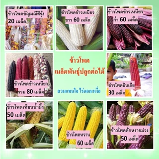 ข้าวโพดพื้นบ้าน สวนแทนใจไร่ดอกเหงื่อ เมล็ดพันธุ์ปลูกต่อได้