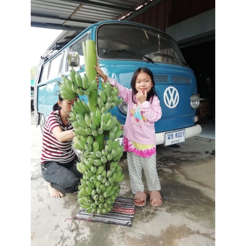 กล้วยน้ำว้าพื้นบ้าน ขุดสดสายพันธุ์สุพรรณบุรี ดกลูกใหญ่