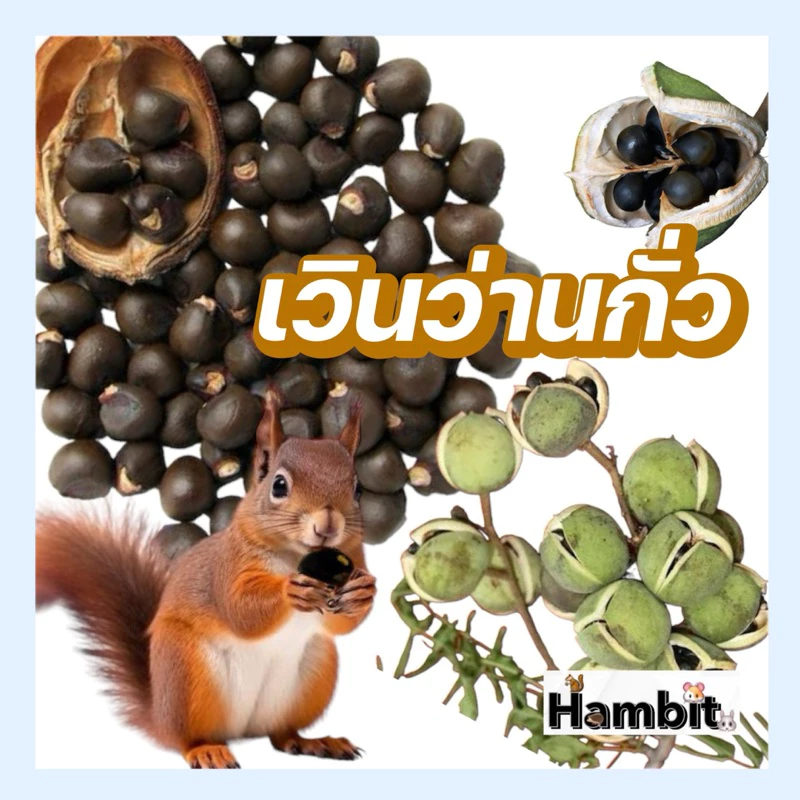Hambit. เวินว่านกั่ว ธัญพืชสำหรับสัตว์เลี้ยง กระรอก อาหารกระรอก ขนาด 50กรัม(g.)