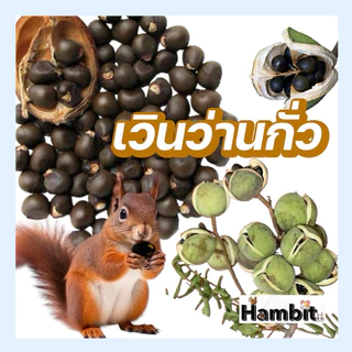 Hambit. เวินว่านกั่ว ธัญพืชสำหรับสัตว์เลี้ยง กระรอก อาหารกระรอก ขนาด 50กรัม(g.)