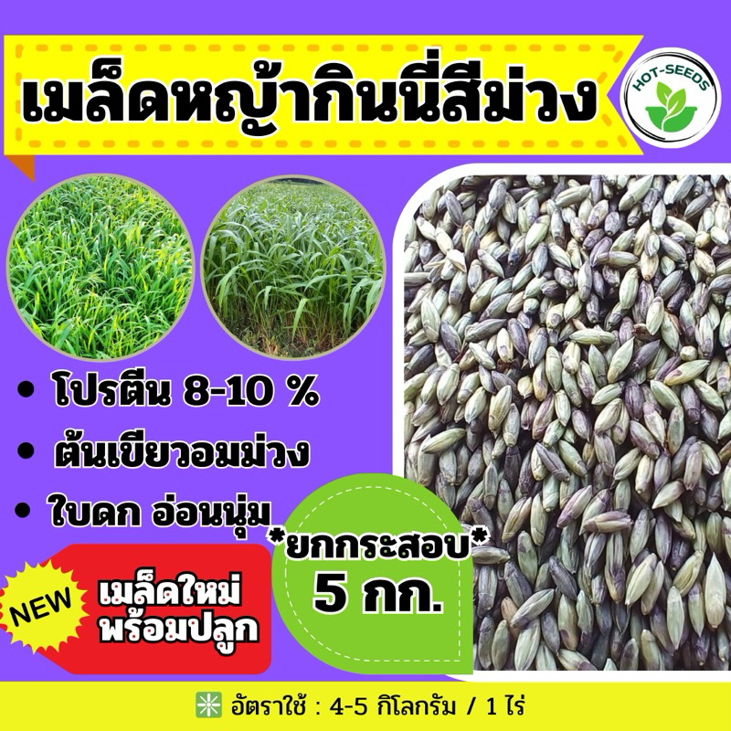 ✅ กินนี กินนี่สีม่วง 5 กิโลกรัม (คัดเมล็ดเกรดA)