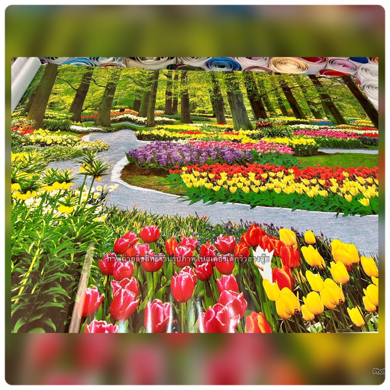 ไม่ใช่สติ๊กเกอร์(มีหลายแบบค่ะ)รูปภาพซากุระ รูปวิว ภูเขา ทิวลิป อื่นๆ รูปภาพโปสเตอร์ติดผนัง - รูปที่ 5