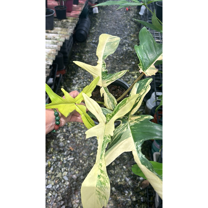 #Philodendron Florida Beauty Variegated #ฟิโลเดนดรอน #ก้ามกุ้งด่าง 2ใบ