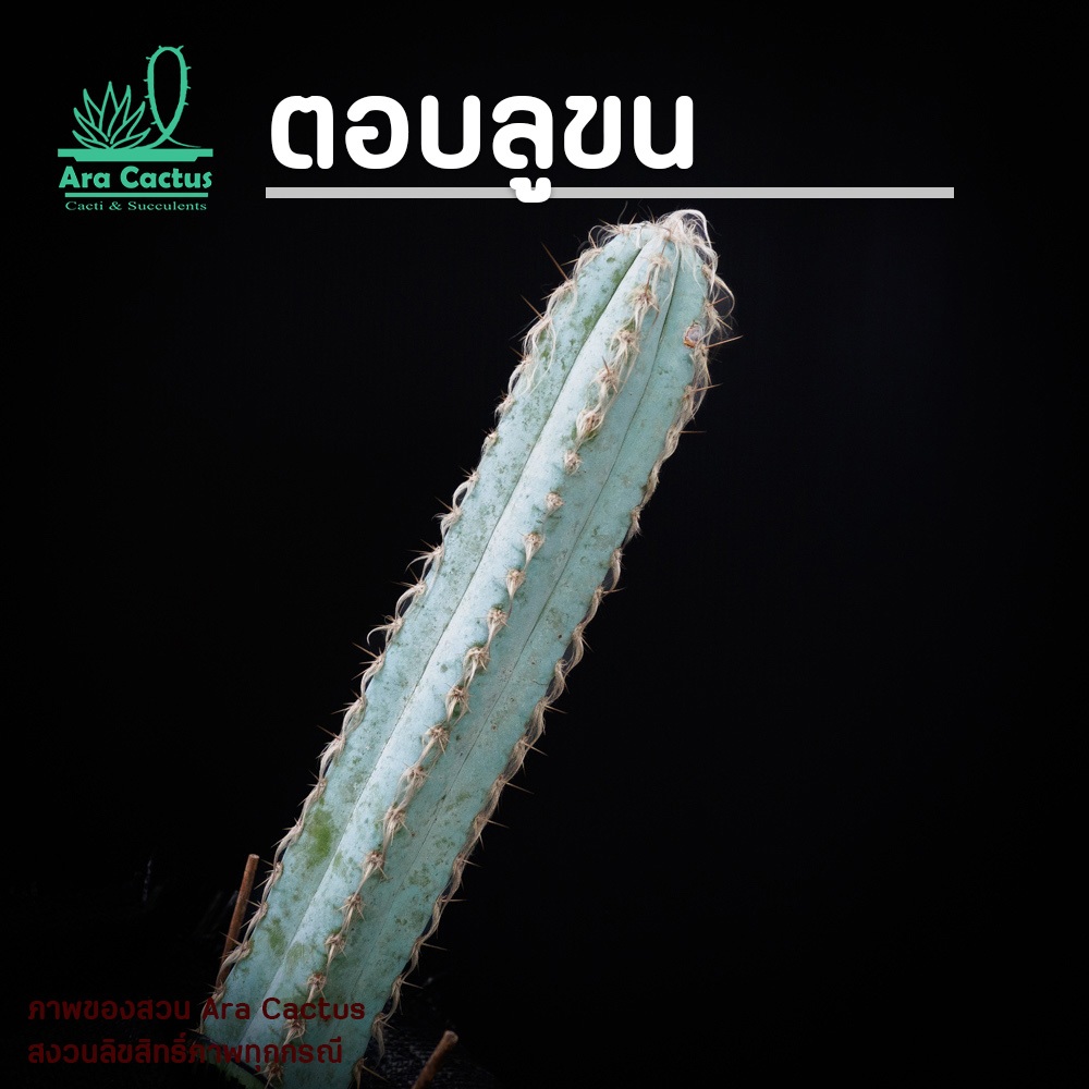 ต้นสูงเกินฟุต!! ไม้ลำบลูขน Pilosocereus glaucescens แคคตัส กระบองเพชร ต้นไม้ประดับ อวบน้ำ แต่งสวน