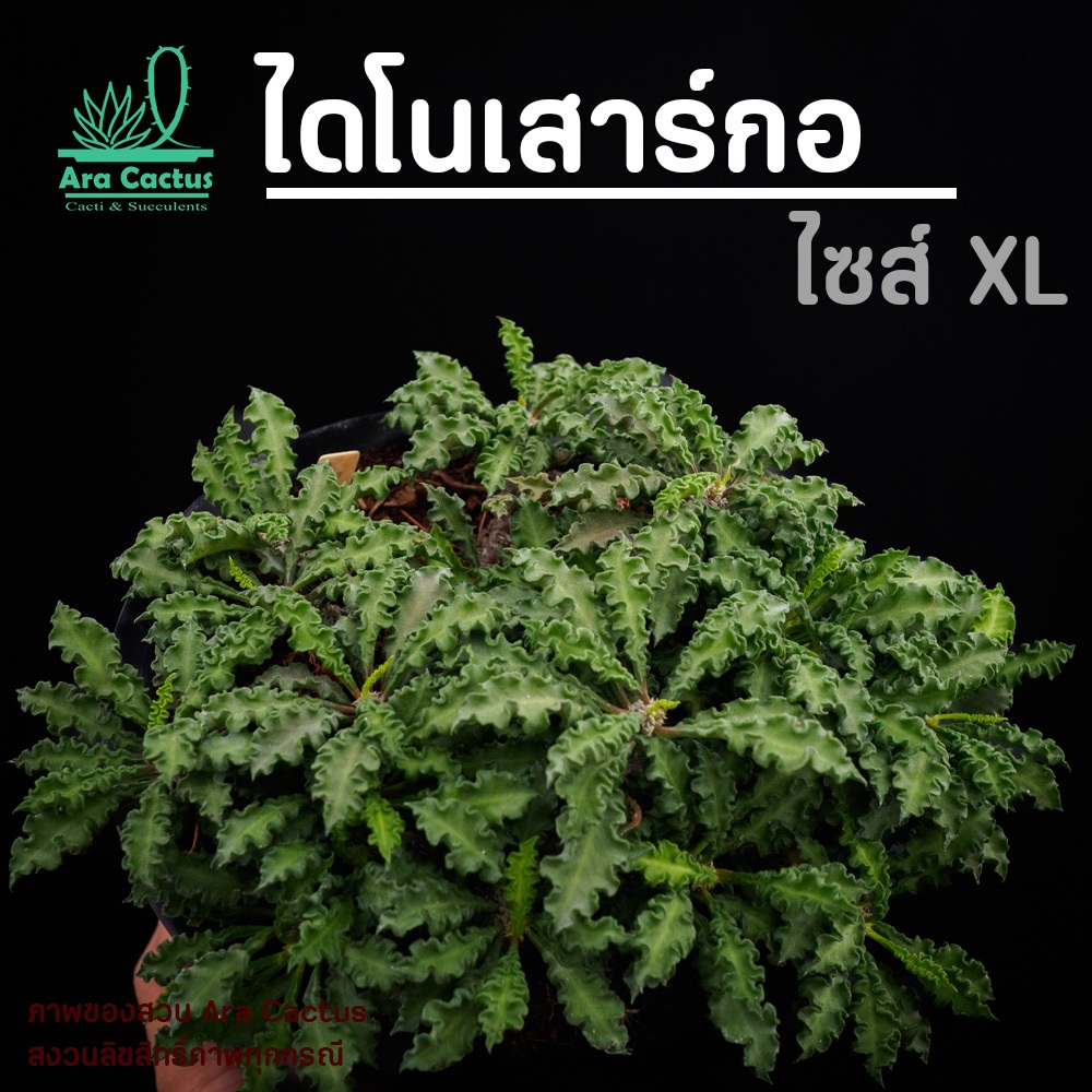 สวนขายเอง! กอใหญ่ๆ ยูโฟเบียไดโนเสาร์ใบหยิก Euphorbia decaryi ไซส์กระถาง 6 นิ้ว แคคตัส กระบองเพชร ต้นไม้ประดับ ไม้อวบน้ำ