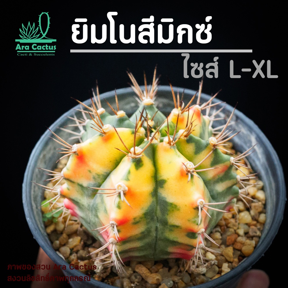 สวนขายเอง! ยิมโนด่างต้นใหญ่มากคละลาย Gymnocalycium hybrid ไซส์กระถาง 4 นิ้ว แคคตัส กระบองเพชร ต้นไม้ประดับ อวบน้ำ แคนตัส