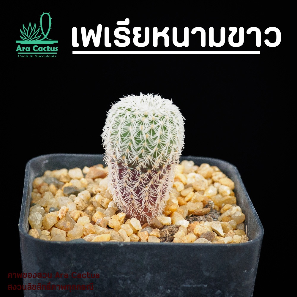 สวนขายเอง! เฟเรียขนขาว Frailea densispina ไซส์กระถาง 2 นิ้ว แคคตัส กระบองเพชร ต้นไม้ประดับ อวบน้ำ  แคนตัส  ตะบองเพชร