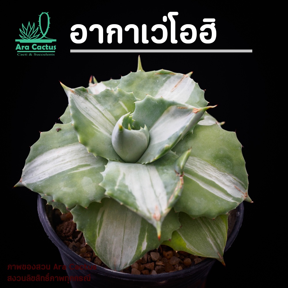 สวนขายเอง! อากาเว่โอฮิ ไซส์กระถาง 3-4 นิ้ว แคคตัส กระบองเพชร ต้นไม้ประดับ อวบน้ำ Agave ไม้ฟอกอากาศ