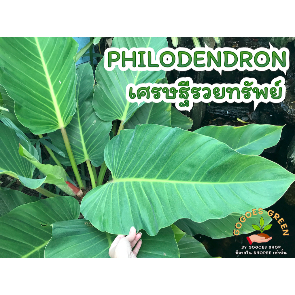 ฟิโลรวยทรัพย์ เศรษฐีรวยทรัพย์  Philodendron Ruaysap ฟิโลเดนดรอน ต้นไม้มงคล ต้นรวยทรัพย์ พร้อมส่ง