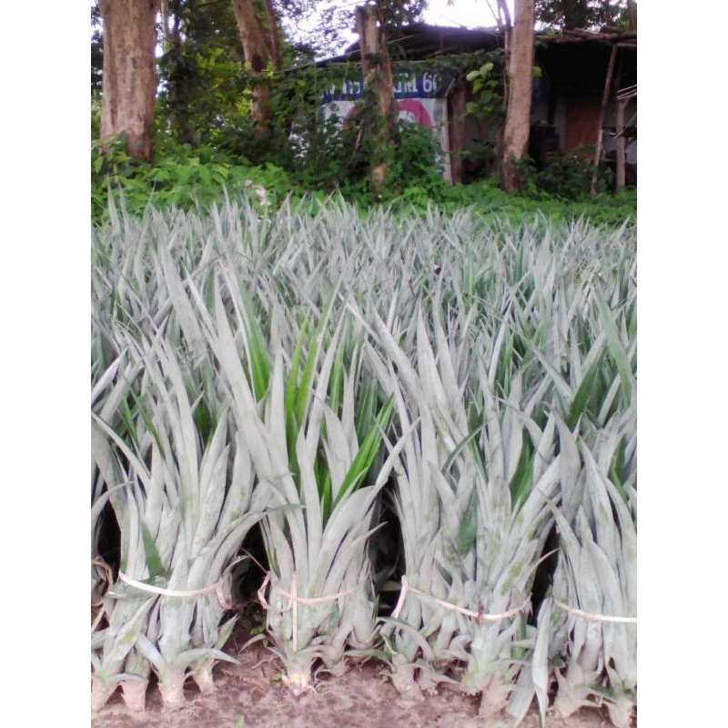 หน่อสับปะรดปัตตาเวียสายนำ้ผึ้ง(หนองคาย)100หน่อ