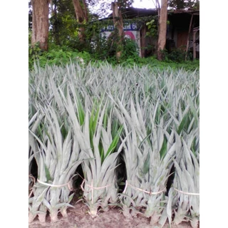 หน่อสับปะรดปัตตาเวียสายนำ้ผึ้ง(หนองคาย)100หน่อ