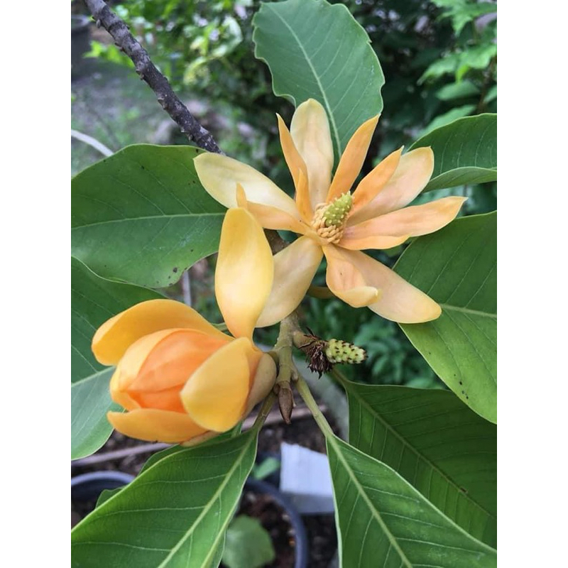 🌼จำปาอินโดแคระ🌼  จำปา (Michelia champacaจำปาพันธุ์แคระ เป็นกิ่งทาบต้นเตี้ยโตช้าแต่ออกดอกดกมากไม้กระถางแข็งอรง80-100cm
