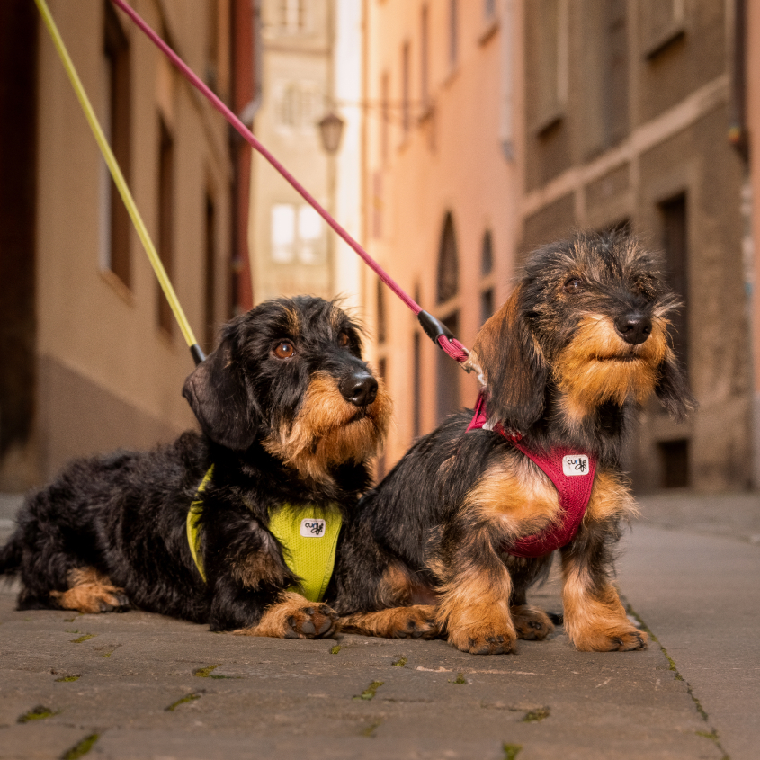 Air Mesh curli Clasp Vest Harness เคอร์ริ สายรัดอก ฮาแนส สำหรับสุนัขขนาดเล็ก