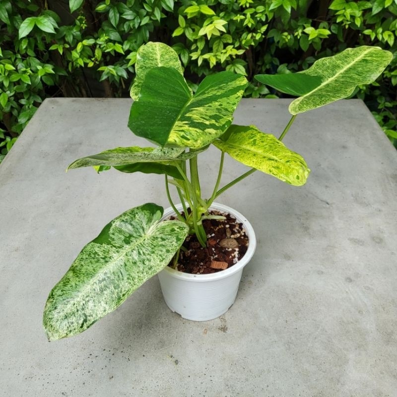 Philodendron Burle Marx (Mint) Variegated เบิร์ล มาร์ค มินท์ จัดส่งพร้อมกระถาง