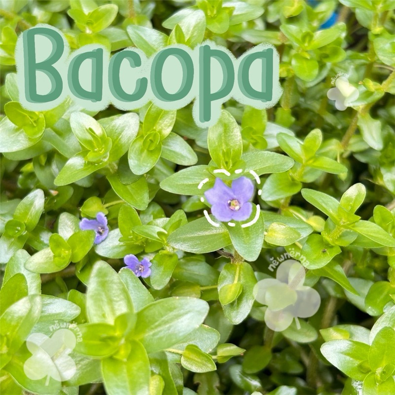 Bacopa ลานไพลิน ตกแต่งอ่างปลา สวนถาดชื้น ตู้ไม้น้ำ