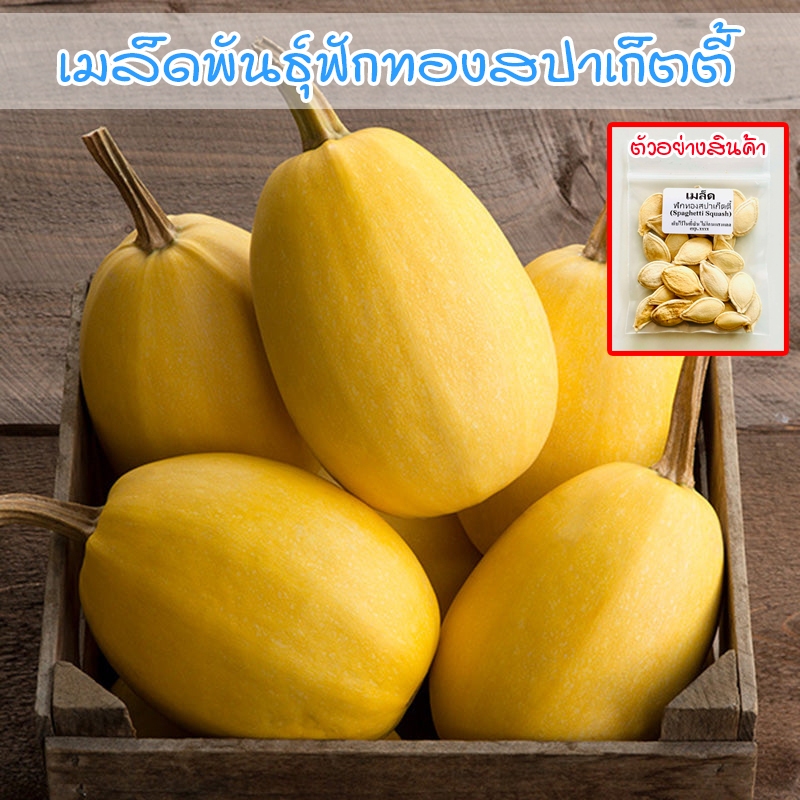 ฟักทองสปาเก็ตตี้ Spaghetti Squash เมล็ดพันธุ์คุณภาพ 3-7 เมล็ด ปลูกง่าย (ซื้อ 10 แถม 1 คละได้)