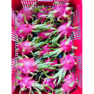พร้อมส่ง‼️1KG แก้วมังกรสด (เนื้อแดง/เนื้อขาว)