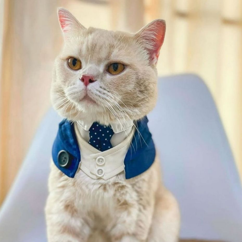 Momoji Queensway Pet Bib ชุดสุนัข ชุดแมว ชุดสัตว์เลี้ยง ผ้าพันคอสุนัข ชุดสูททางการ