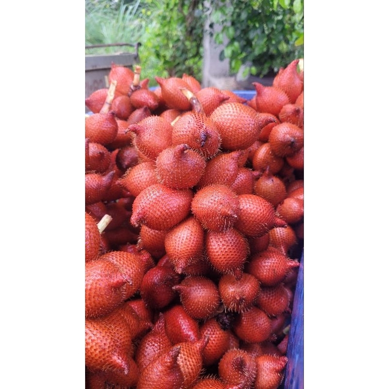 สละสุมาลี 1 kg ตัดสดใหม่ ไม่มีขั้นต่ำ