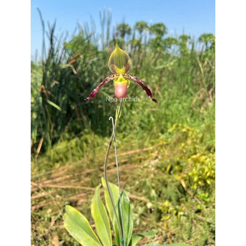 Paph parishii x Paph liemianum