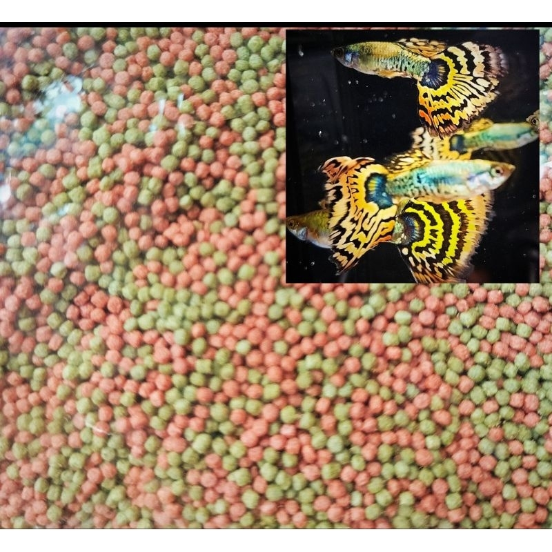 ไ ทเกอร์ สีสวย แถมอาหารปลาหางนกยูง สูตรเร่งสีเร่งโต