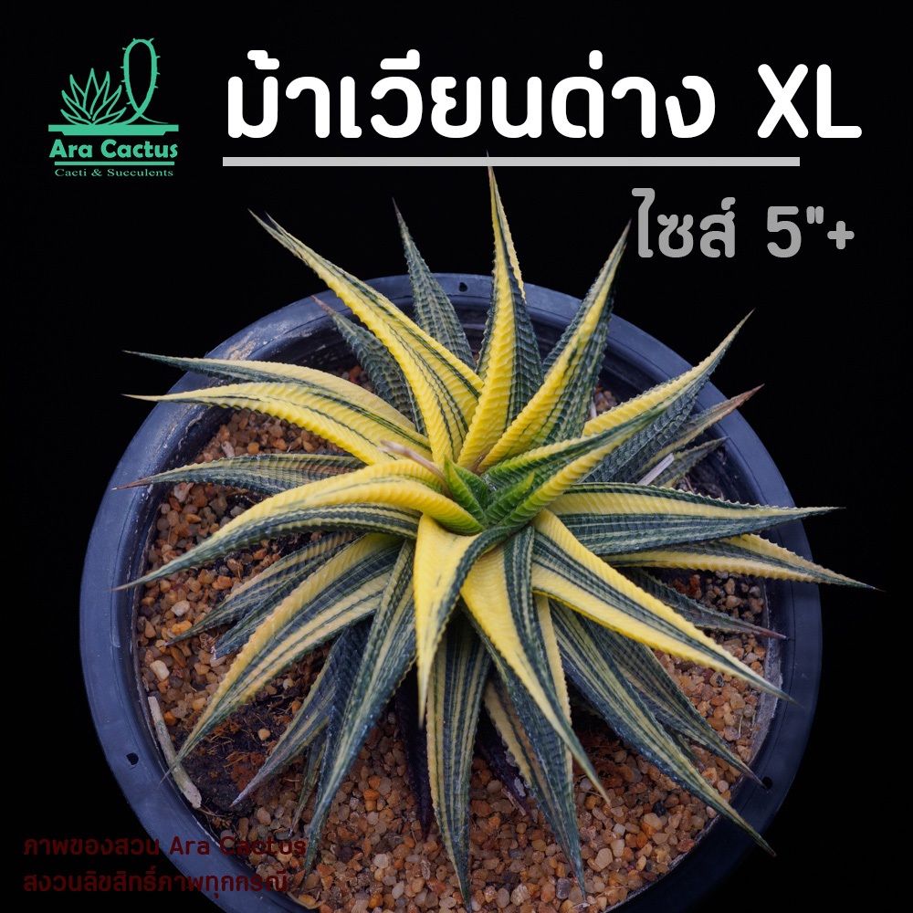 ไซส์แม่พันธุ์! ม้าเวียนด่างต้นใหญ่ Haworthia limifolia ไซส์กระถาง 6 นิ้ว แคคตัส กระบองเพชร ต้นไม้ประดับ อวบน้ำ ตะบองเพชร