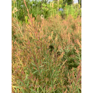 สนหอม🌲สนหอมไล่ยุง🦟สนแอฟฟริกา ความสูง 60-70ซมในกระถาง 8 นิ้ว ไม้แดดเลี้ยงง่าย🪴 ราคาถูกสุด ฟอร์มใหญ่มากๆ 🎁แพคดีส่งไว