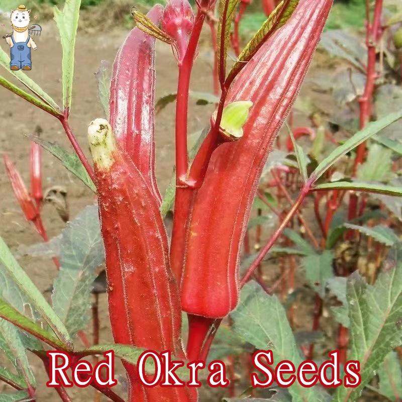 Red Okra Seeds กระเจี๊ยบฝักสีแดงงง!! ถูกที่สุด เมล็ดพันธุ์กระเจี้ยบมอญอเมริกันแดง 50 เมล็ด ปลูกง่าย อัตราการงอกสูง