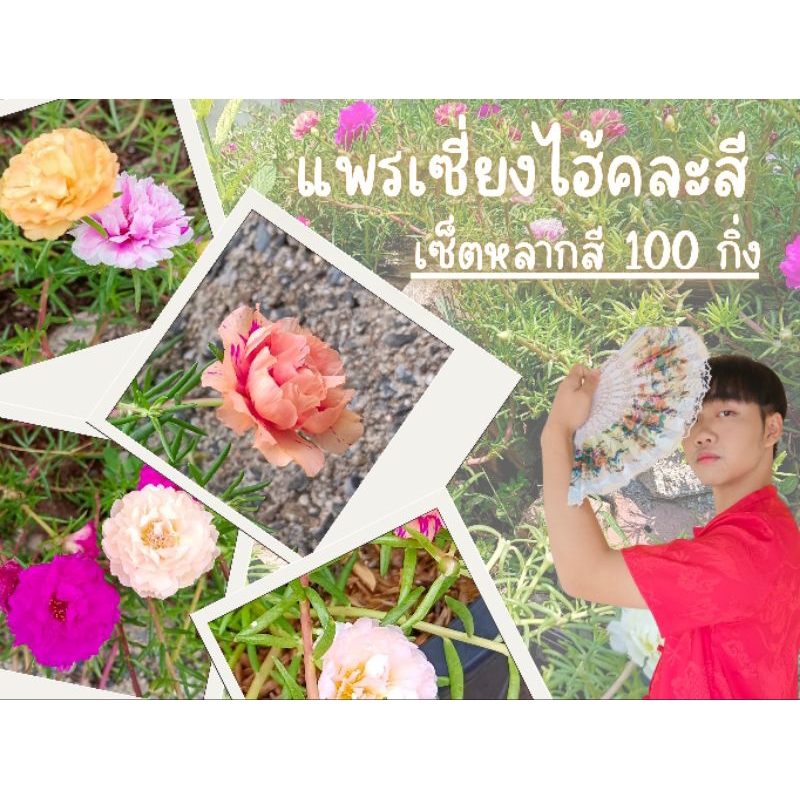 กิ่งพันธุ์แพรเซี่ยงไฮ้คุณนายตื่นสายเซ็ตปลูกร่มรื่นหลากสี 100 กิ่ง เซ็ตละ 100 บาท สวยทุกดอก