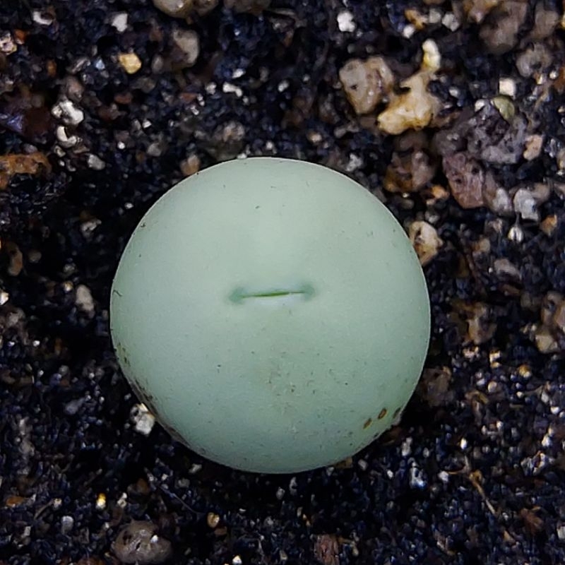 Conophytum calculus ต้นละ35฿