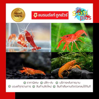 สำหรับปลาสวยงามทุกชนิด ,เม ทา ลีน บลู เสริมสำหรับตู้ปลา บ่อปลาสวยงาม อุปกรณ์เสริมปลาสวยงาม
