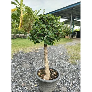 ต้นช้อนเงินช้อนทอง ฟอร์มหัวใหญ่ใบแน่น ต้นสูง 60-80 cm ไม้มงคล ดีไซน์สวยเหมาะแก่การจัดสวนมากค่ะ ถูกๆจากสวน