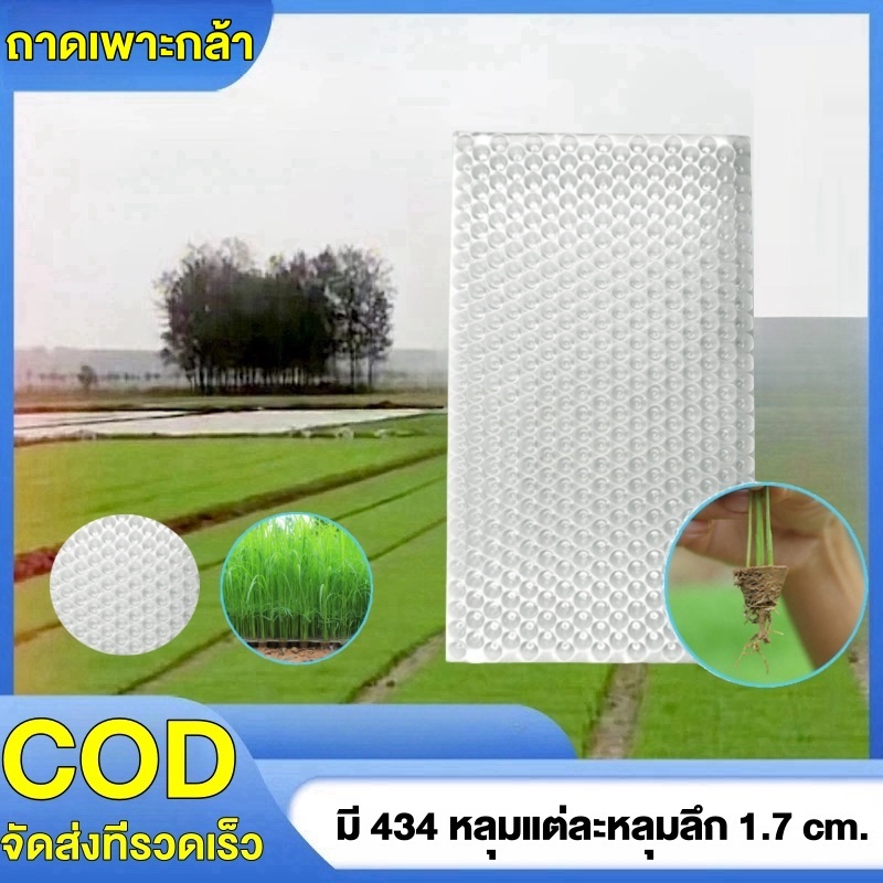 ถาดเพาะกล้านาโยน 434 หลุม แพ็ค 10-50ชิ้น ถาดเพาะต้นข้าว ถาดเพาะนาโยน เพาะกล้าข้าว ถาดนาโยน พลิตจากพลาสติกเกรด AA