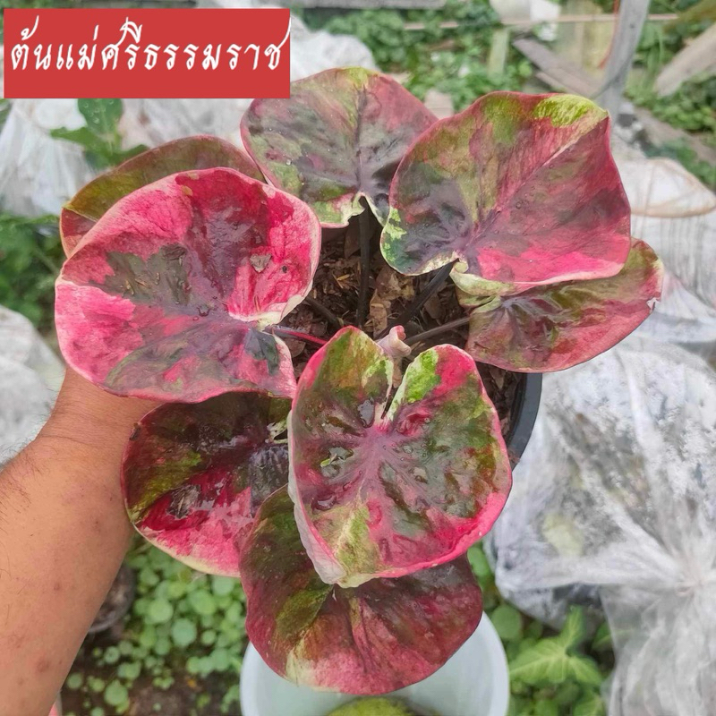 ศรีธรรมราชบอนสี บอนด่างใบกลม