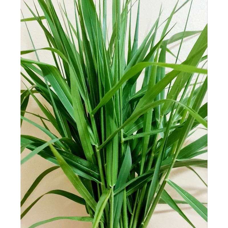 หญ้าขนสด1กิโลตัดเฉพาะยอดอ่อน   สำหรับสัตว์ฟันแทะกระต่ายหนูเต่าเก็บสดทุกวันจัดตามออเดอร์.