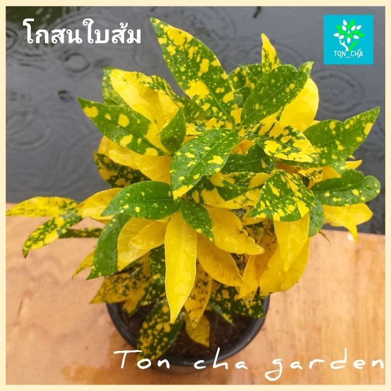 โกสนใบส้ม ไม้มงคล ส่งพร้อมกระถาง 6 นิ้ว