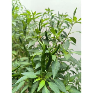 🌱เมล็ดพริกชี้ฟ้า 30เมล็ด (ซื้อ5แถม1คละได้)