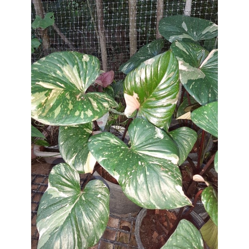 เสน่ห์จันทร์ประกายดาวชมพู