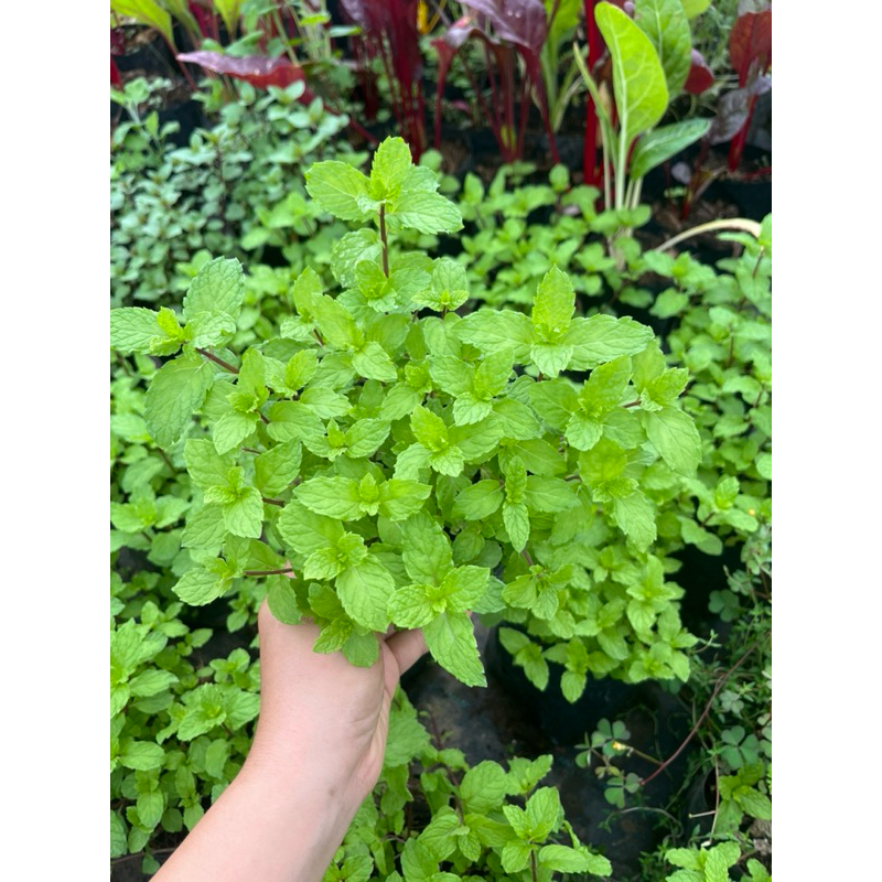 🌱สะระแหน่ไทย👉สมุนไพรไทย🪴กลิ่นหอม
