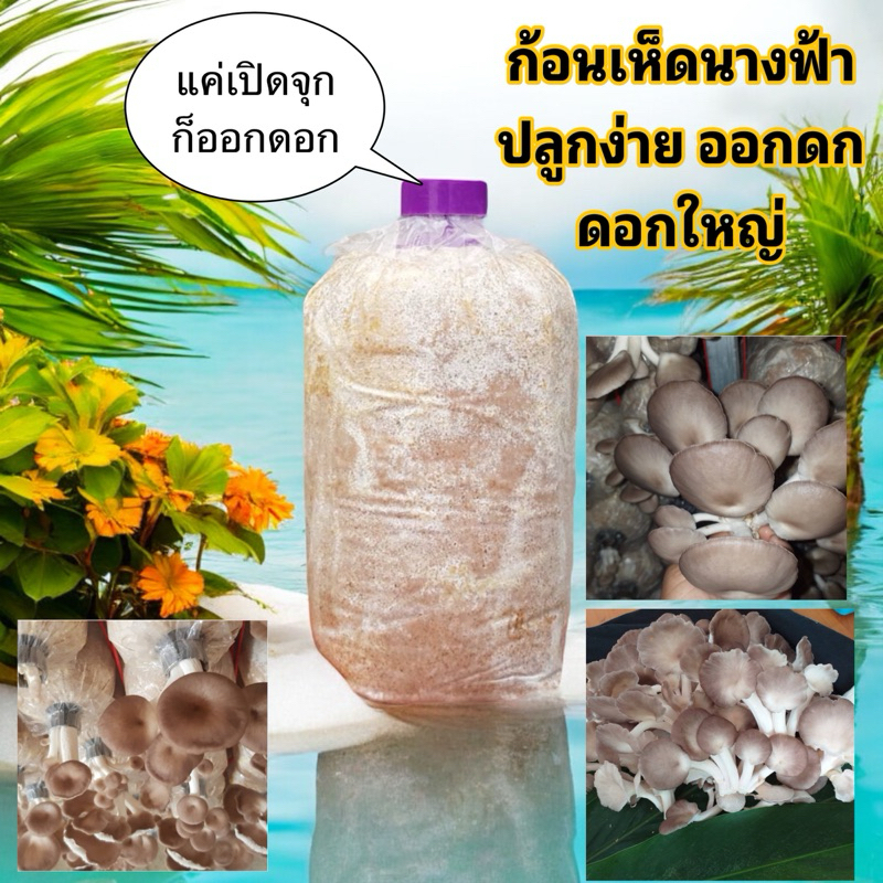 เห็ดนางฟ้า นางฟ้า ภูฐานดำ ราคาถูก ดูแลง่าย ไม่ต้องมีโรงเรือน